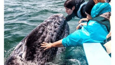 Lo que no debes hacer si visitas a las ballenas en Baja California Sur