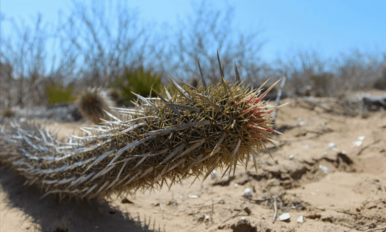 ¿Conoces la chirinola, un cactus que camina que solo se encuentra en Baja California Sur?
