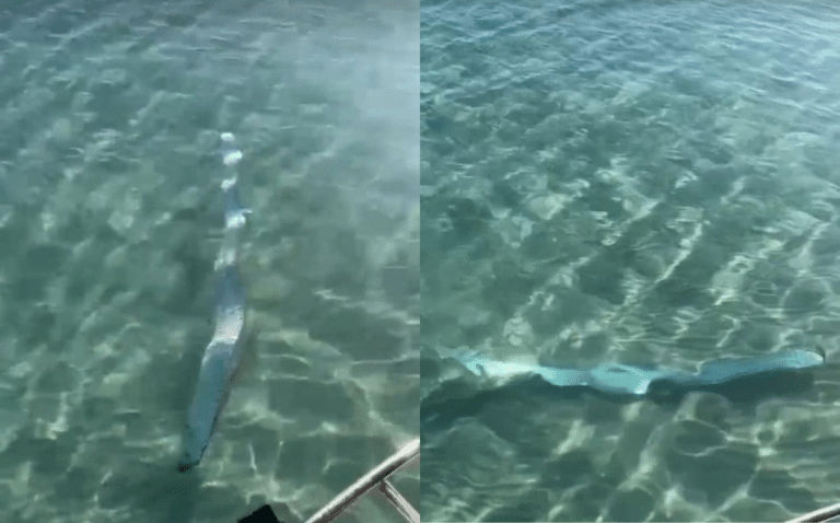 Captan otro pez remo en costas de Baja California Sur ¿Se acerca un desastre natural?