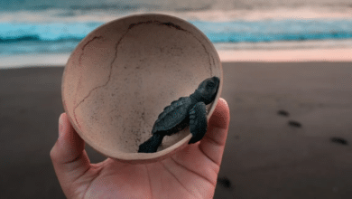 Los Cabos protege 100 mil huevos de tortuga marina