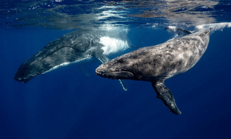 3 tipos de ballenas que viven en Baja California Sur y que seguro no conocías