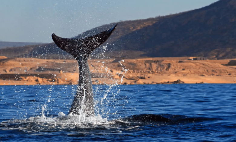 Vive la magia de Los Cabos: Avistamiento de ballenas y exquisita comida mexicana en un solo lugar