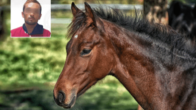 Detienen en Los Cabos a un hombre buscado por el robo de caballos en Morelos