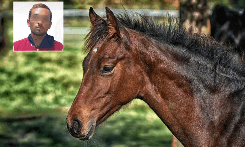 Detienen en Los Cabos a un hombre buscado por el robo de caballos en Morelos