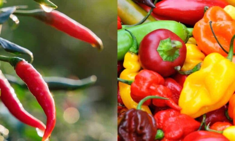 Comer chile en exceso puede traer efectos negativos