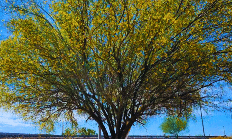 Palo verde, el árbol que florece en la sequía de Baja California Sur