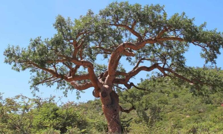 Árboles nativos de Baja California Sur que son considerados sobrevivientes (Foto de internet)