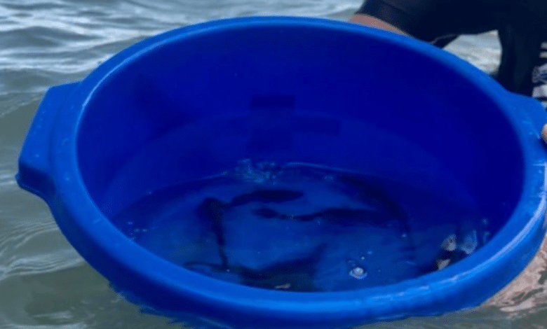 Liberan 40 mil crías de totoaba en Baja California Sur