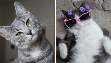 Cómo fortalecer el vínculo entre dueños y gatos claves respaldadas por la ciencia