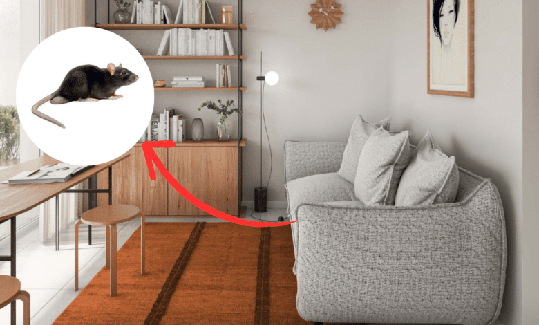 Colocar hojas de laurel en rincones del hogar es una forma natural, económica y segura de repeler roedores sin usar productos tóxicos.
