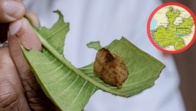 La peligrosa ‘Oruga Peluche’ es avistada y expertos advierten de su fuerte toxicidad (Foto UDG)