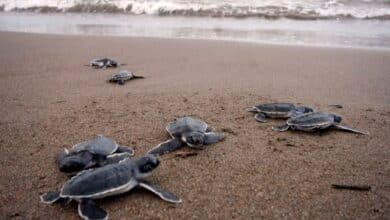 Tortugas golfina desovan más de 2,200 huevos en La Paz (Foto de internet)