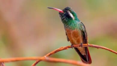 Conservación del colibrí de Xantus en Sierra La Laguna (Foto de internet)