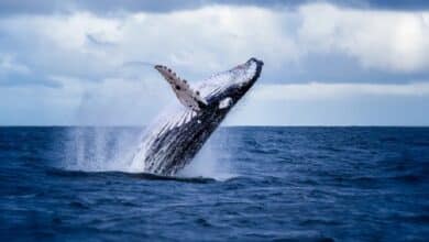 Lugares de Baja California Sur que reciben primero a las ballenas (Foto de internet)