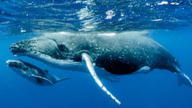 Avistamiento de ballena gris 2026 inicia con 200 ejemplares (Foto de internet)
