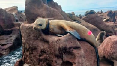 Encuentran más lobos marinos heridos por redes y cuerdas en BCS (Foto de Profepa)