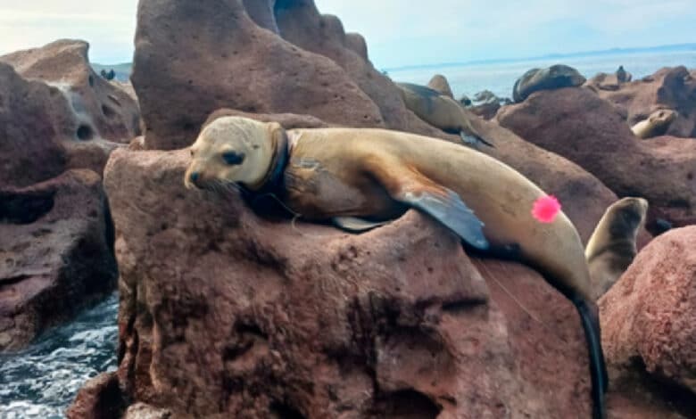 Encuentran más lobos marinos heridos por redes y cuerdas en BCS (Foto de Profepa)