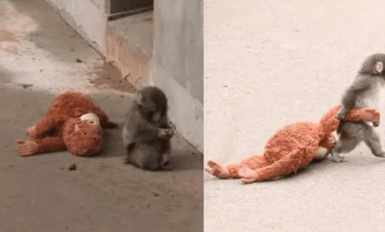 Punch, el mono bebé de Japón que conquistó redes sociales con su osito