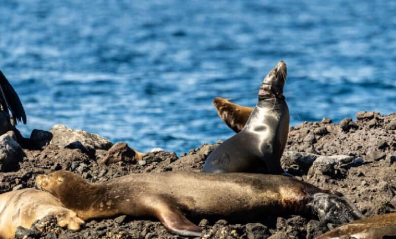 Operativo para liberar a lobo marino en Balandra (Foto de Conanp)