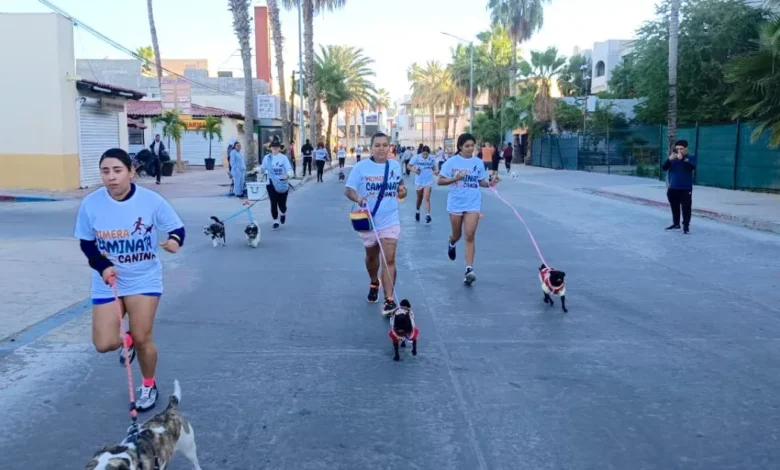 primera caminata canina en cabo san lucas reúne a familias y asociaciones