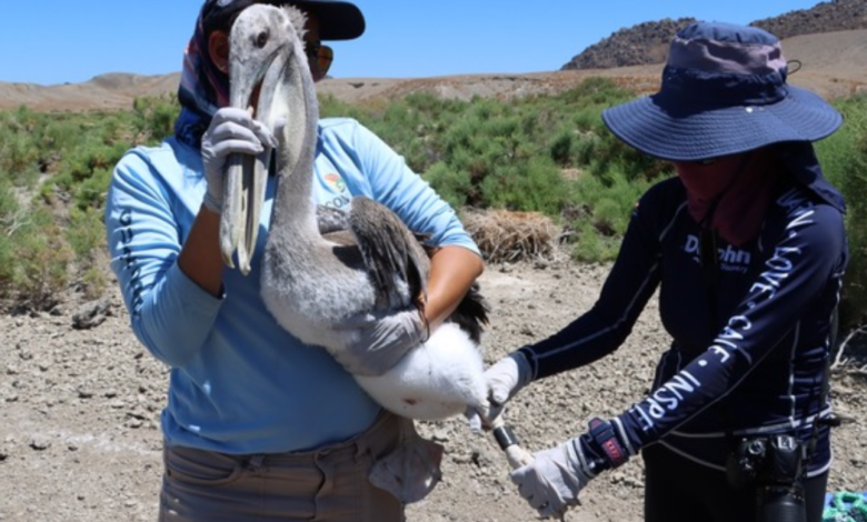 reportes por muertes de pelícanos activan protocolos sanitarios en baja california sur