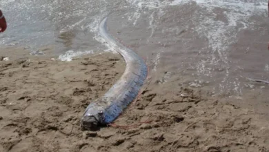 aparecen dos peces remo en playa de cabo san lucas y causan sorpresa