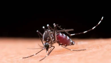 autoridades reportan 59 casos de dengue en baja california sur en 2026