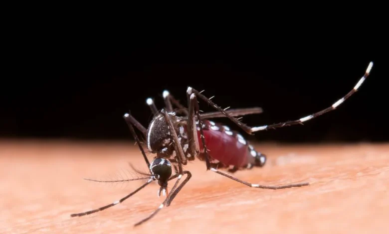 autoridades reportan 59 casos de dengue en baja california sur en 2026