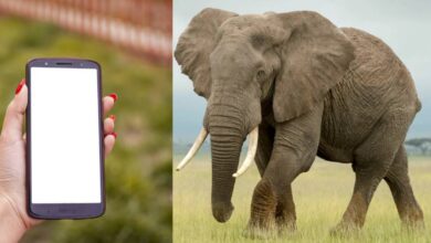 Mujer aplastada por un elefante al intentar tomarse una selfie