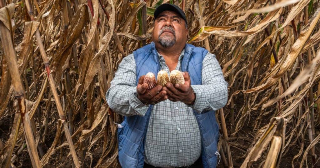 paga agricultura mas de 108 mdp a las y los productores de maiz blanco en campeche 22