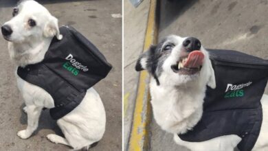 Perrita se vuelve viral por repartir comida y ayudar a un refugio de animales