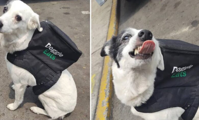 Perrita se vuelve viral por repartir comida y ayudar a un refugio de animales