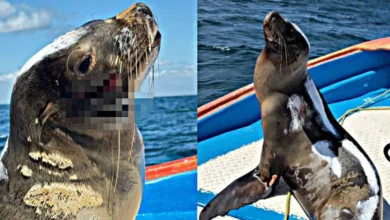 rescatan lobo marino herido por artes de pesca en comondú