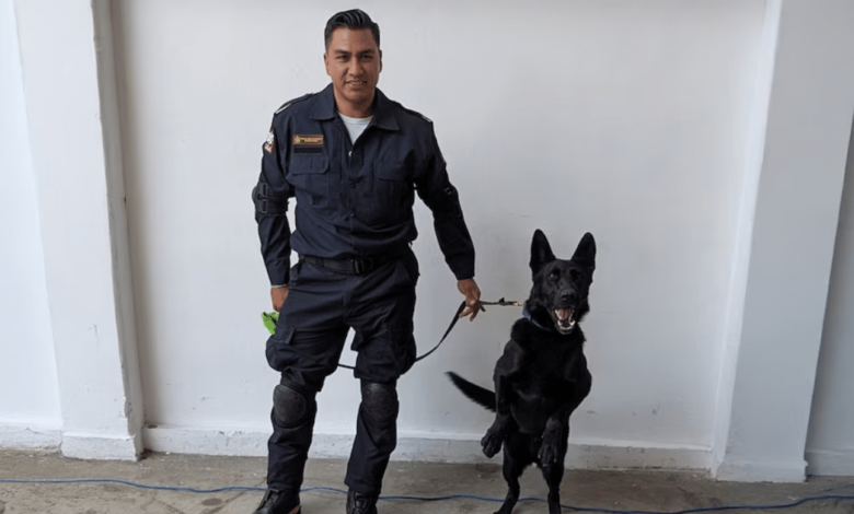 Togo, el perro rescatista que busca víctimas tras derrumbe en San Antonio Abad