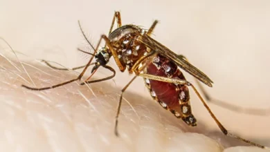 93 casos de dengue en Baja California Sur en 2026