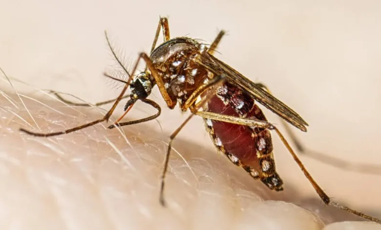 93 casos de dengue en Baja California Sur en 2026