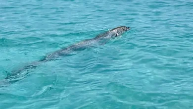 aparición de pez remo sorprende en la paz y causa revuelo en redes