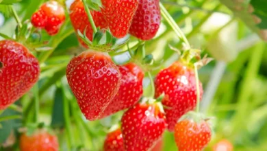 Casi 4 mil toneladas de fresa fortalecen economía de Baja California Sur