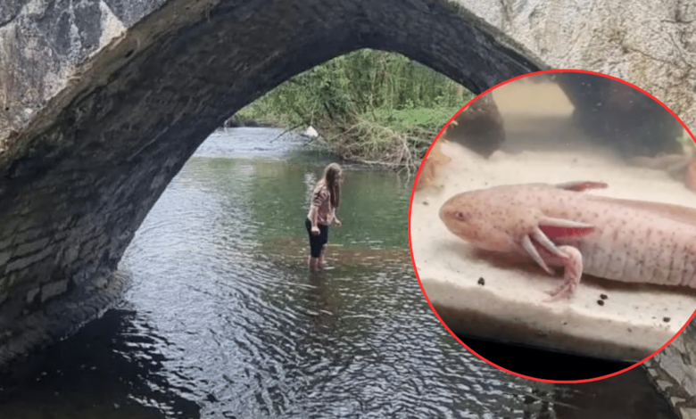 Niña de 10 años descubrió un ajolote en el puente Dipping Bridge (Foto de internet)