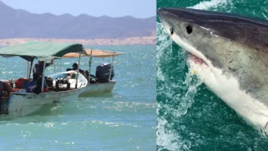 Buzo resulta lesionado tras encuentro con tiburón en Baja California Sur