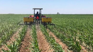 “El maíz nos une”, estrategia clave para fortalecer el campo en Baja California Sur