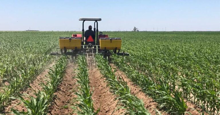 “El maíz nos une”, estrategia clave para fortalecer el campo en Baja California Sur