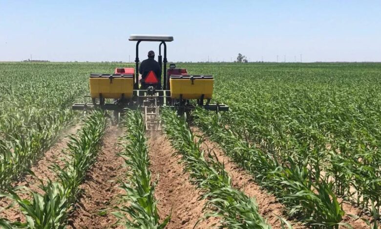 “El maíz nos une”, estrategia clave para fortalecer el campo en Baja California Sur