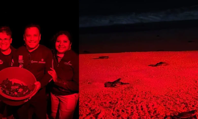 Registran anidación de tortuga laúd en Los Cabos. Imagen: Yuceli Callejas.