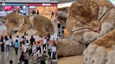 VIDEO “A Moment to Purr” la escultura gigante “Catzilla” que se mueve sorprende en el aeropuerto de Hong Kong