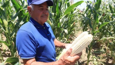 Clima extremo dispara proliferación de plagas en Baja California Sur