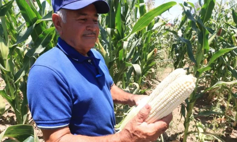 Clima extremo dispara proliferación de plagas en Baja California Sur