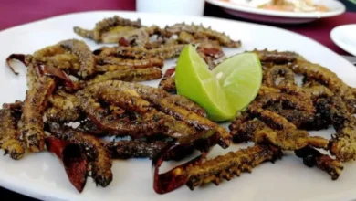 cuchamá el gusano comestible de puebla que preserva la tradición del semidesierto mexicano