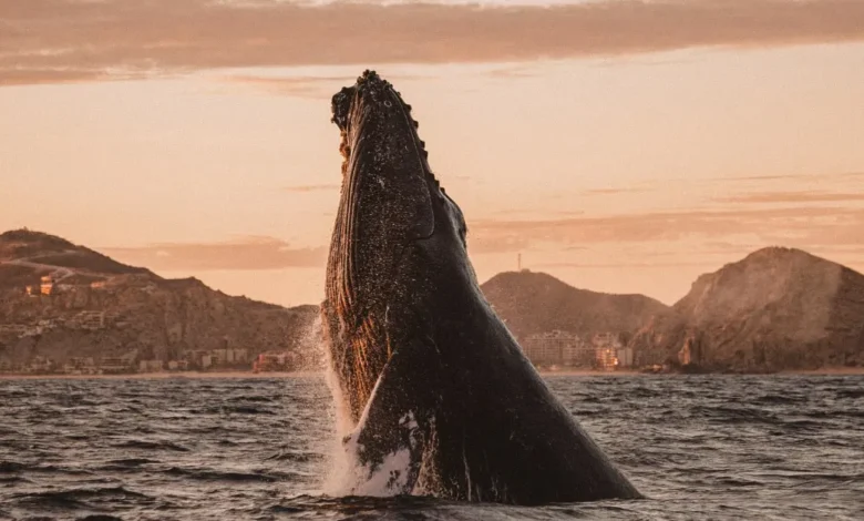 Avistamiento de Ballenas en Los Cabos 2026 (Foto de Sectur)