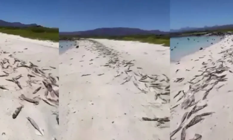 Reportan extraño varamiento de calamares en playa de Isla Coronado